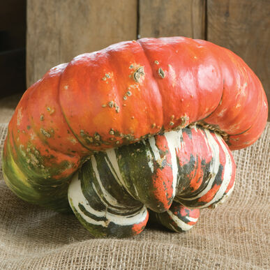 Turk's Turban Pumpkin - Image 4