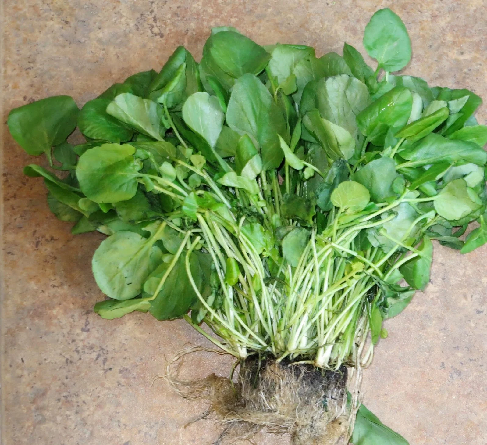 Upland Cress - Image 3