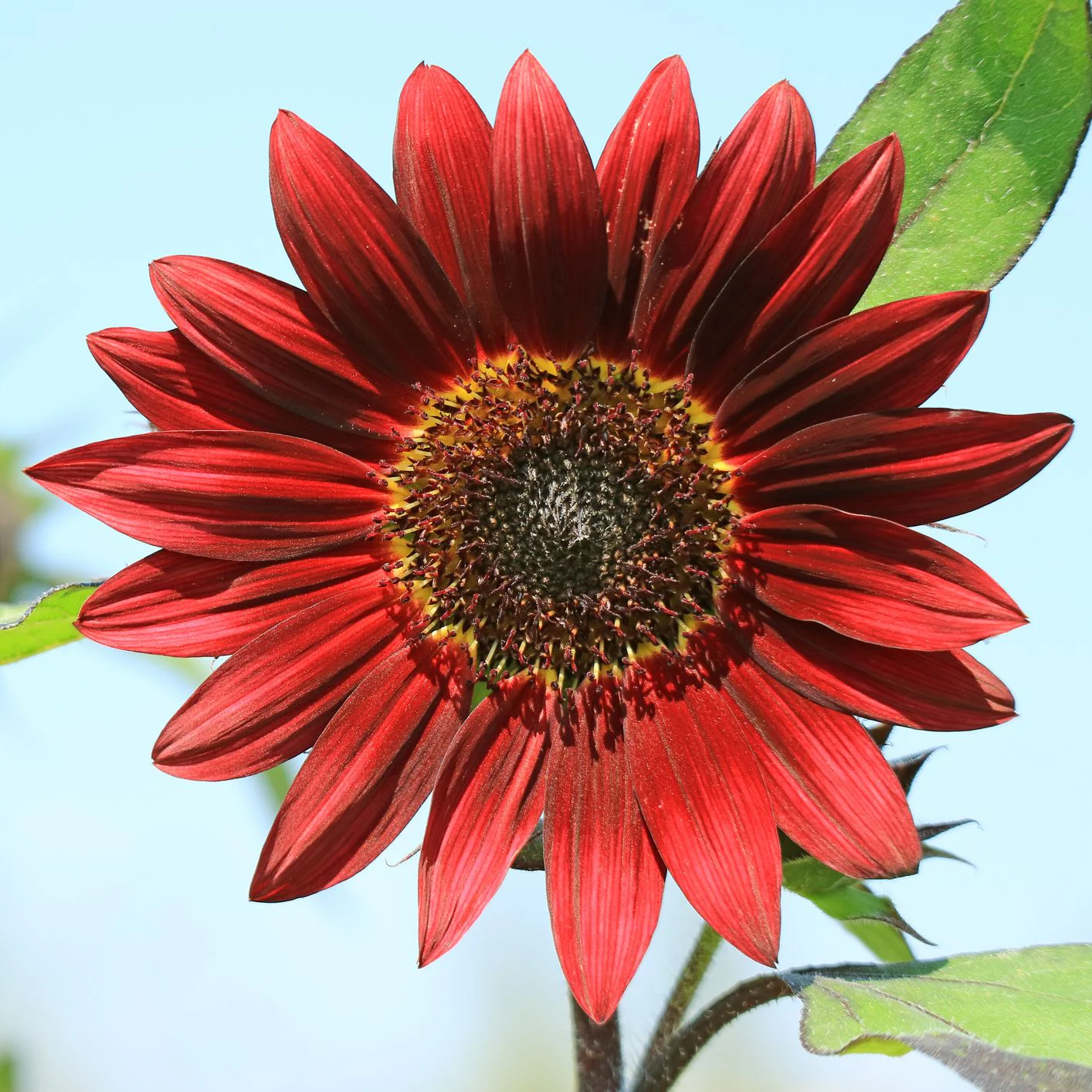 Velvet Queen Sunflower - Image 4