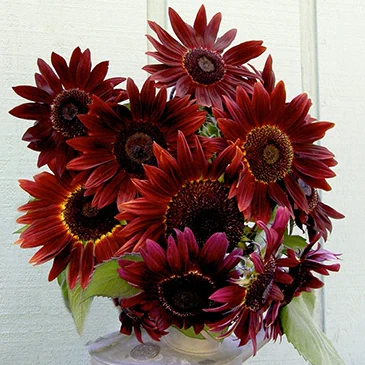Velvet Queen Sunflower - Image 5