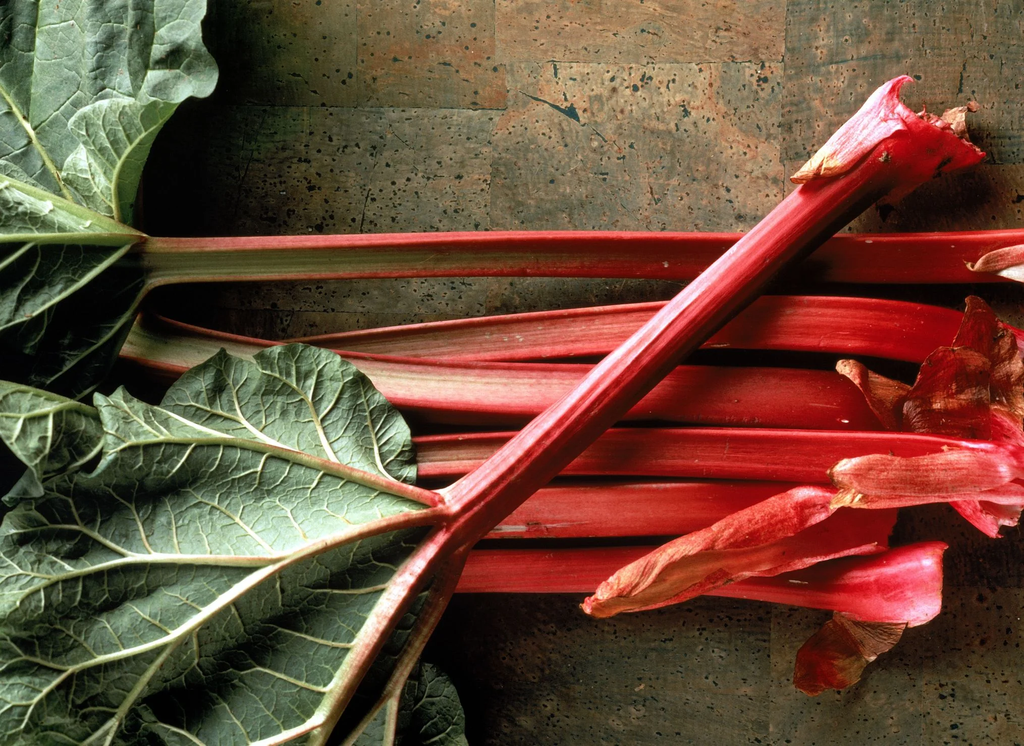 Victoria Rhubarb - Image 3