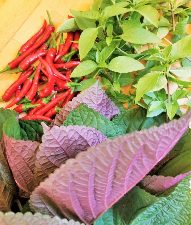 Vietnamese Perilla (Shiso) - Image 3