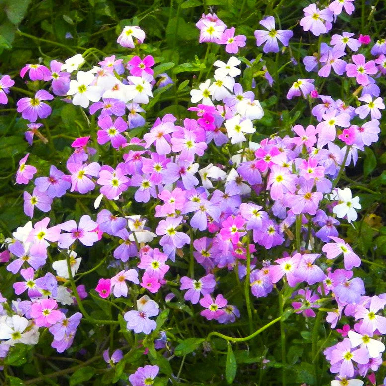 Virginia Stock Mix
