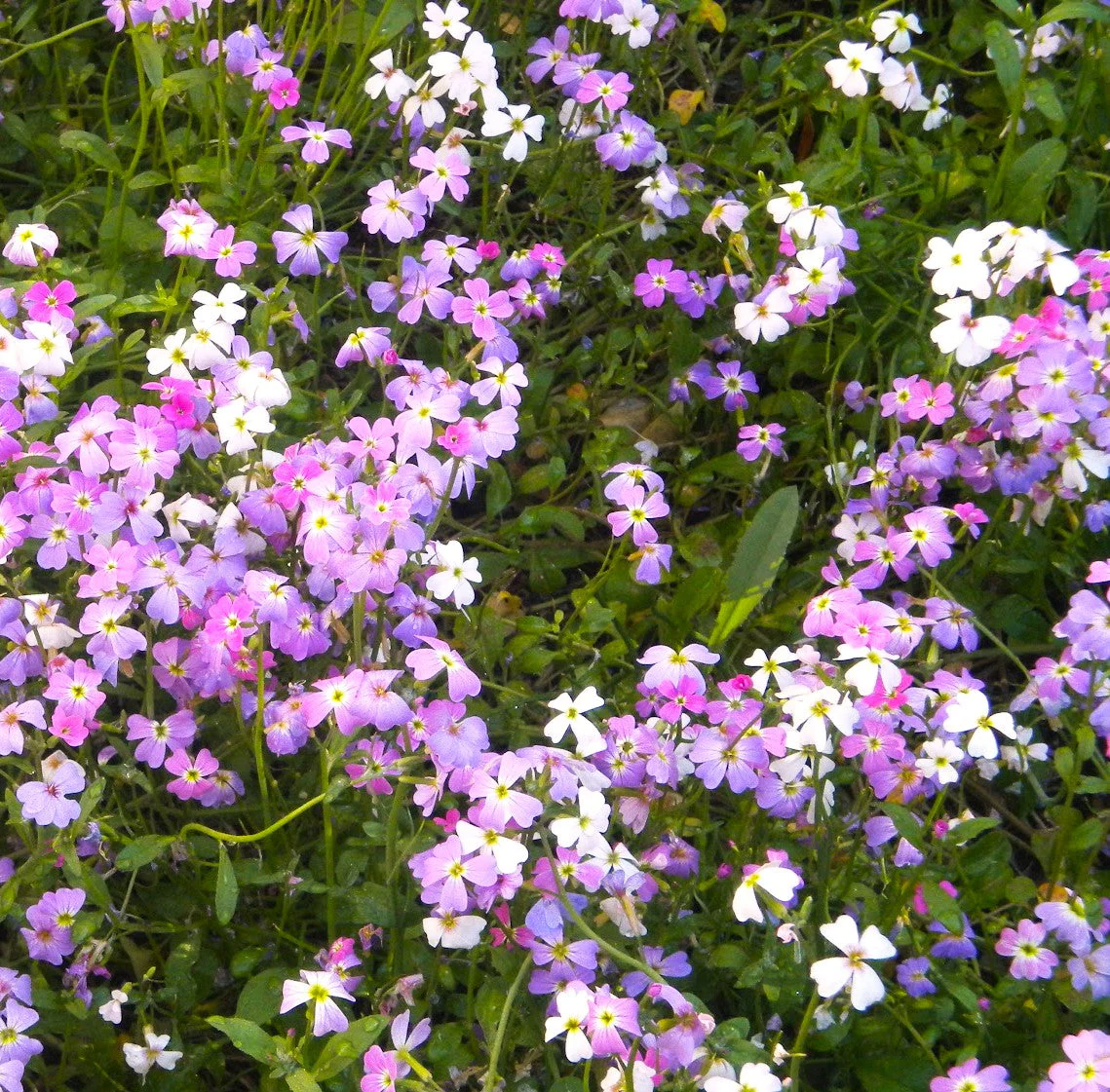Virginia Stock Mix - Image 2