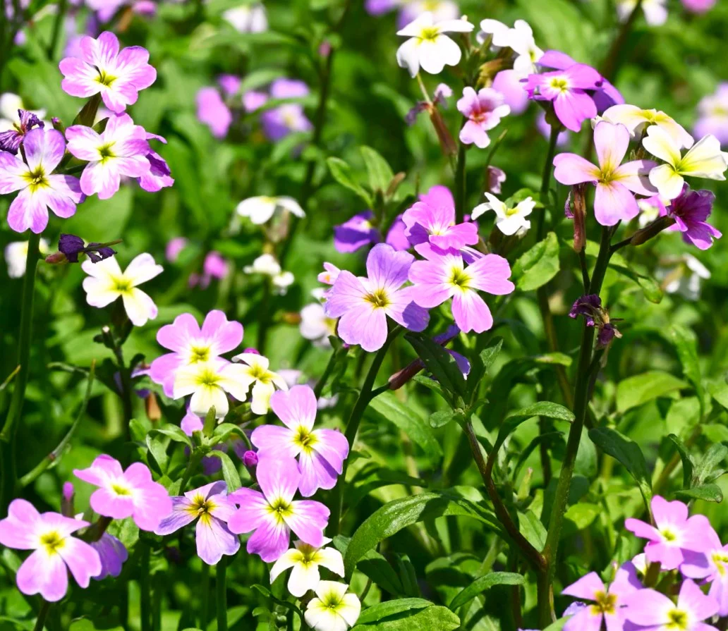 Virginia Stock Mix - Image 3