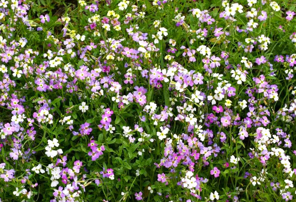 Virginia Stock Mix - Image 4