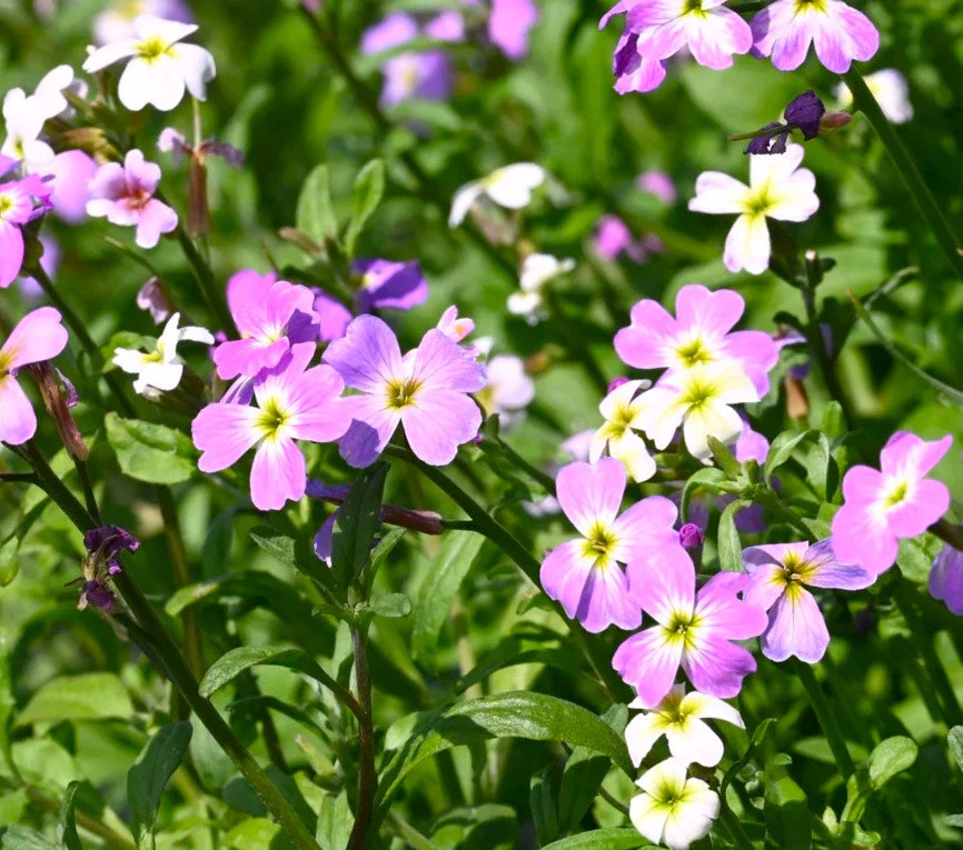 Virginia Stock Mix - Image 9