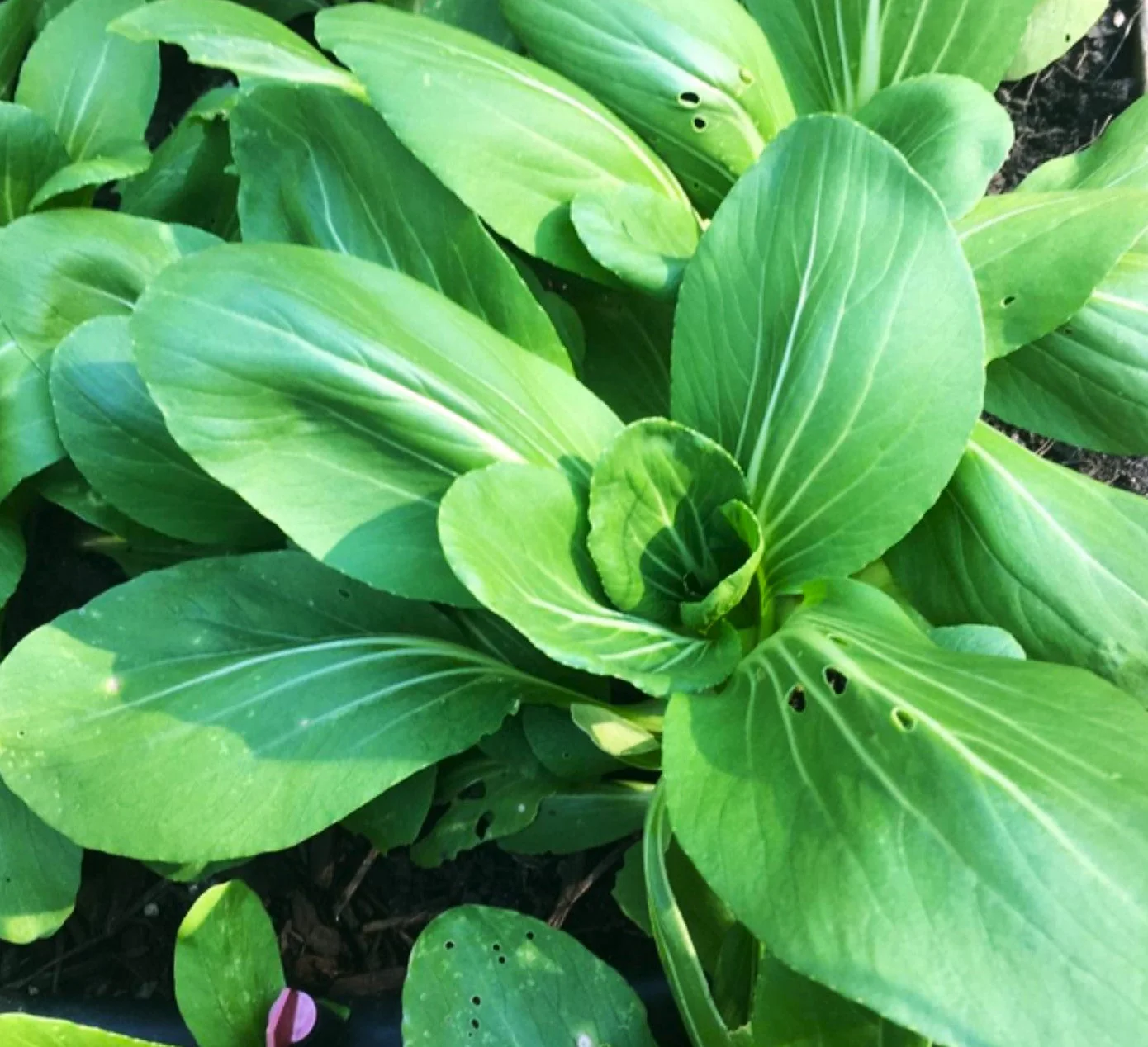 Wa Wa Qing Bok Choy - Image 12