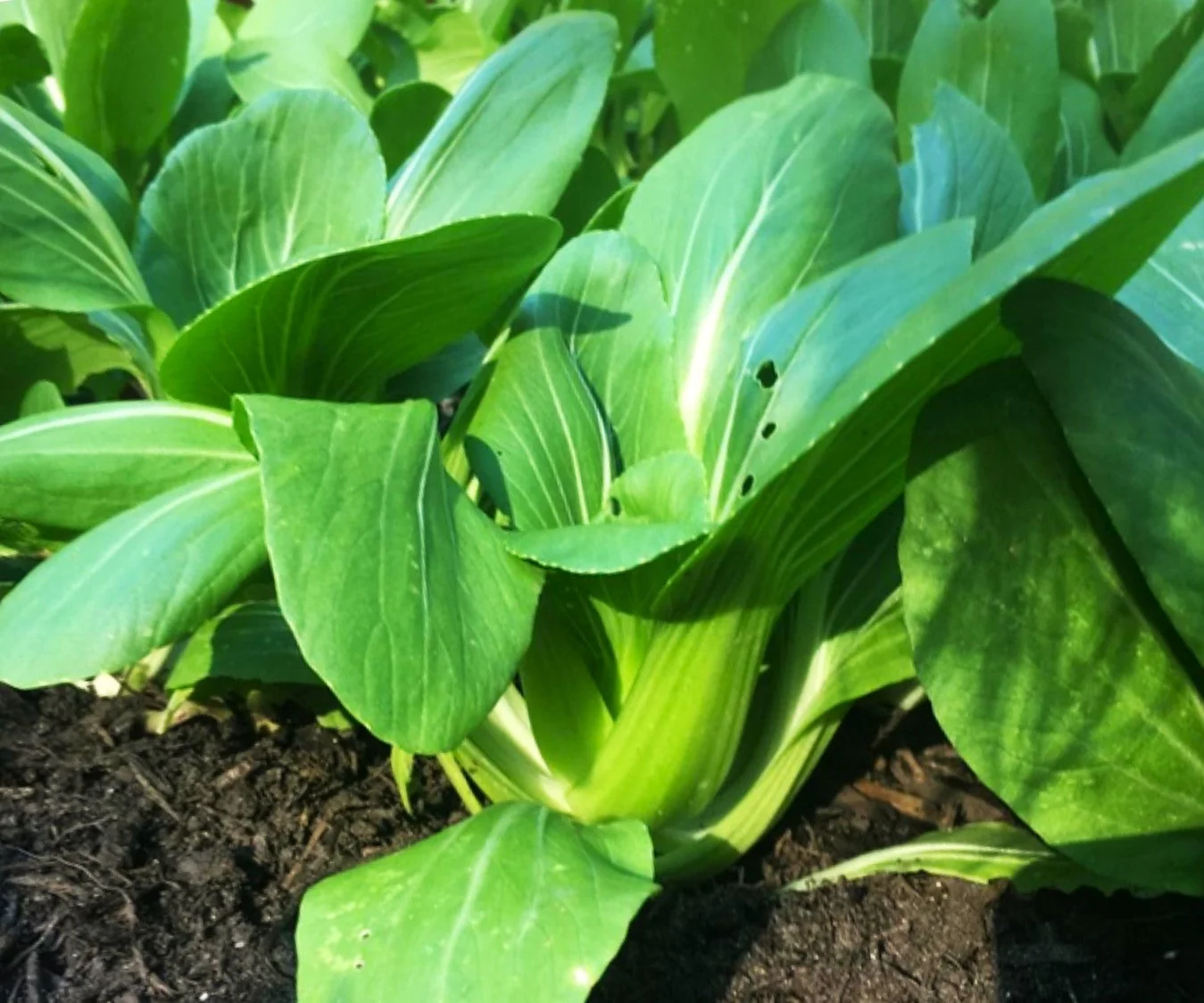 Wa Wa Qing Bok Choy - Image 3
