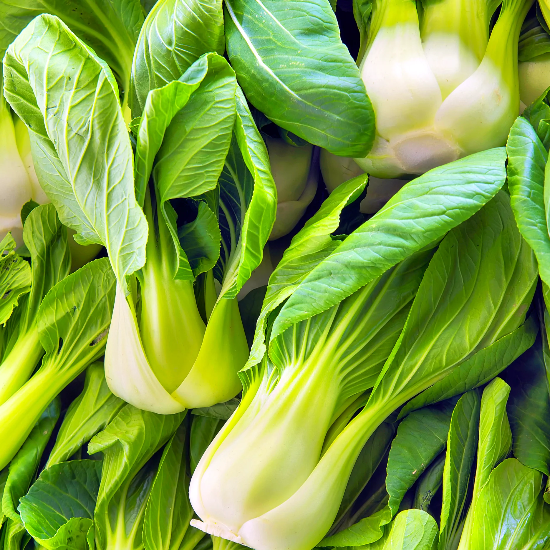Wa Wa Qing Bok Choy - Image 5