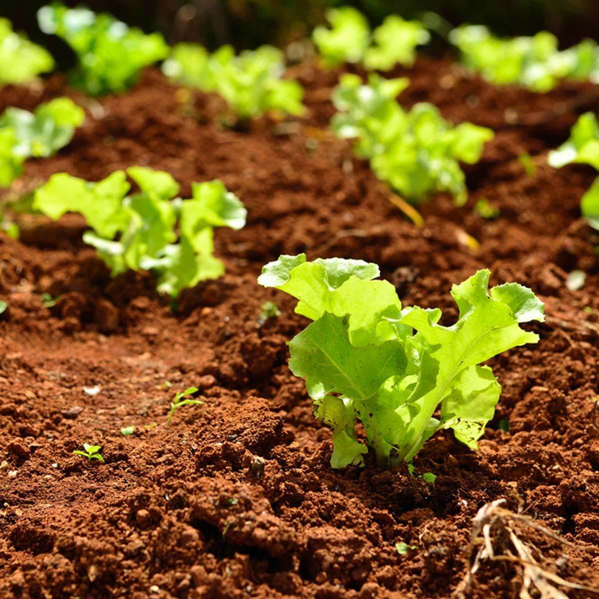 Waldmann's Green Leaf Lettuce - Image 3