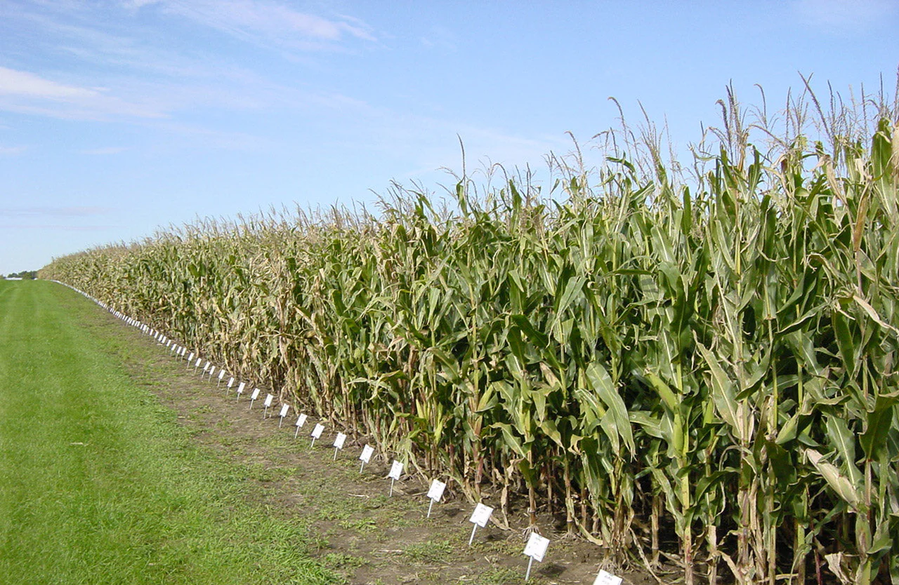 Wapsie Valley Grazing Corn - Image 3