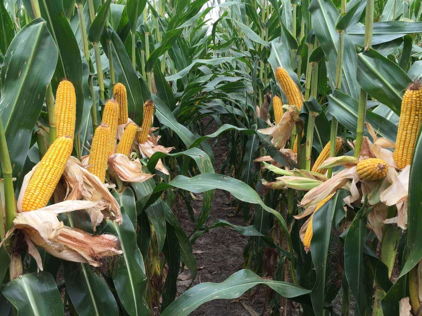 Wapsie Valley Grazing Corn - Image 4