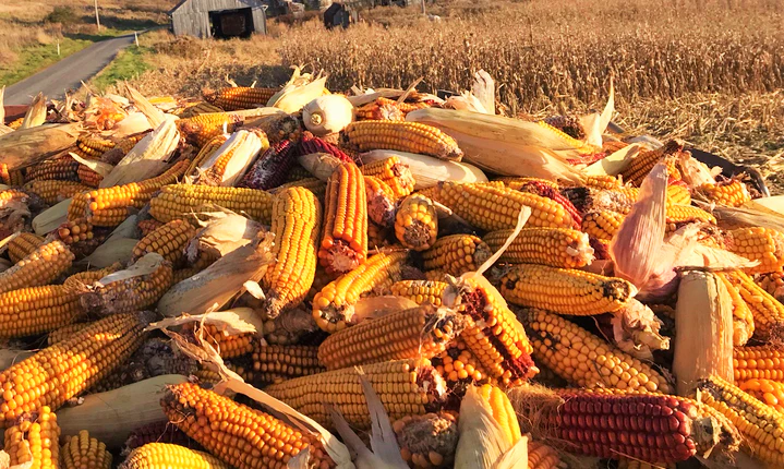 Wapsie Valley Grazing Corn - Image 5