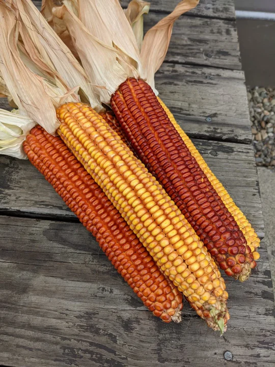 Wapsie Valley Grazing Corn - Image 6