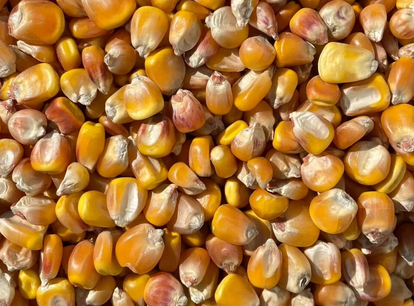 Wapsie Valley Grazing Corn - Image 9
