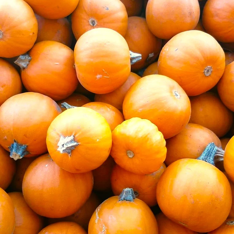 Wee-B-Little Pumpkin