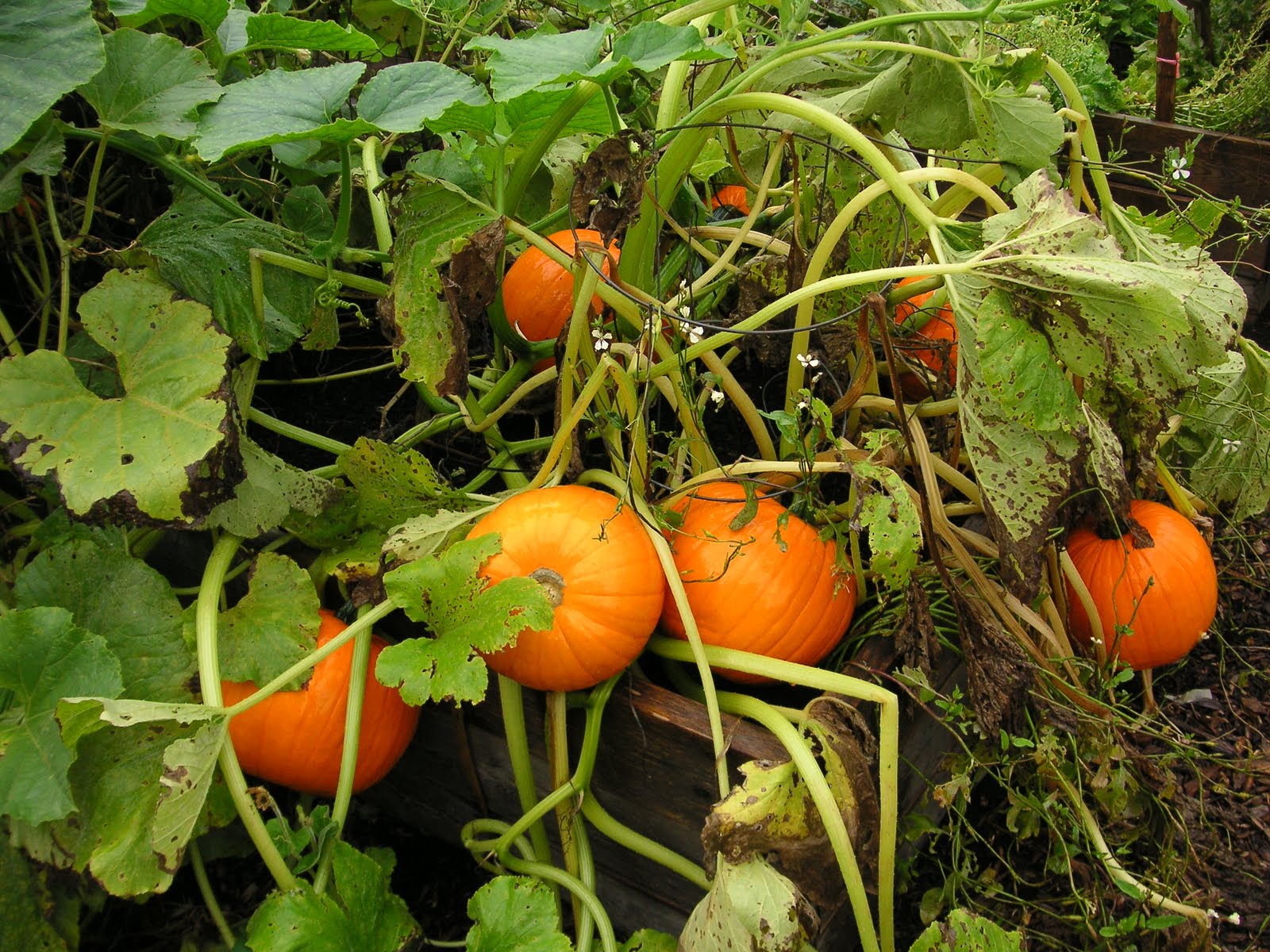 Wee-B-Little Pumpkin - Image 2
