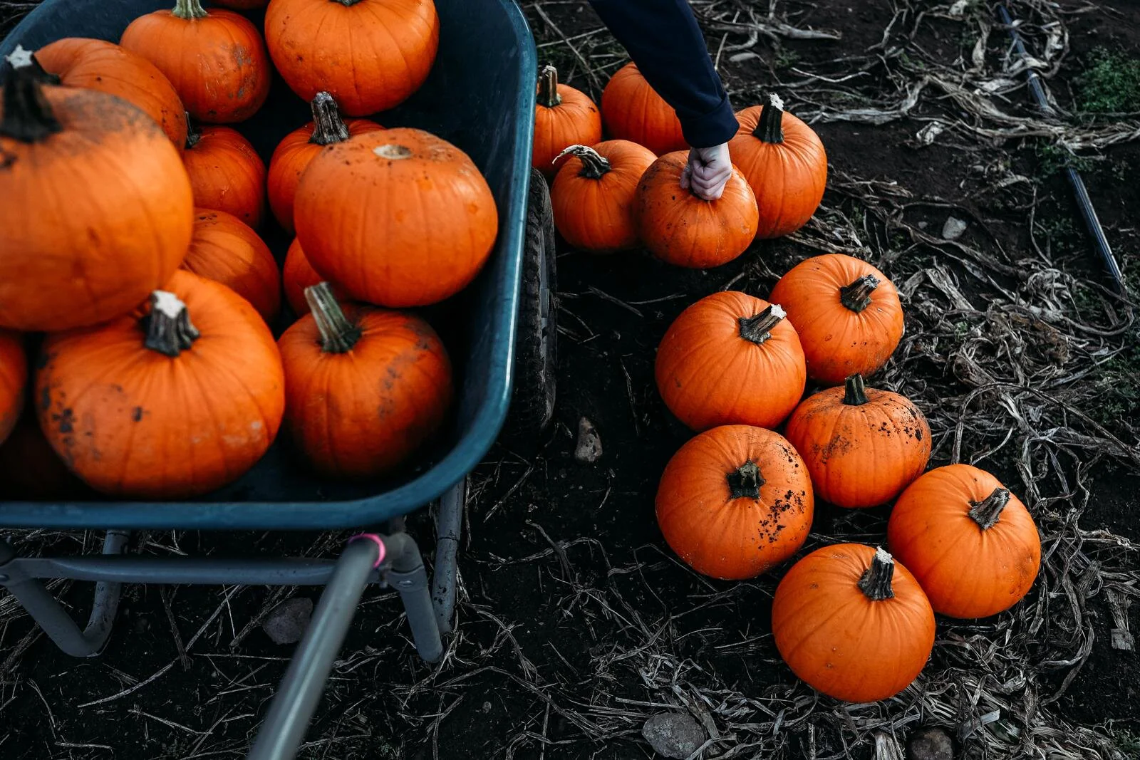 Wee-B-Little Pumpkin - Image 4