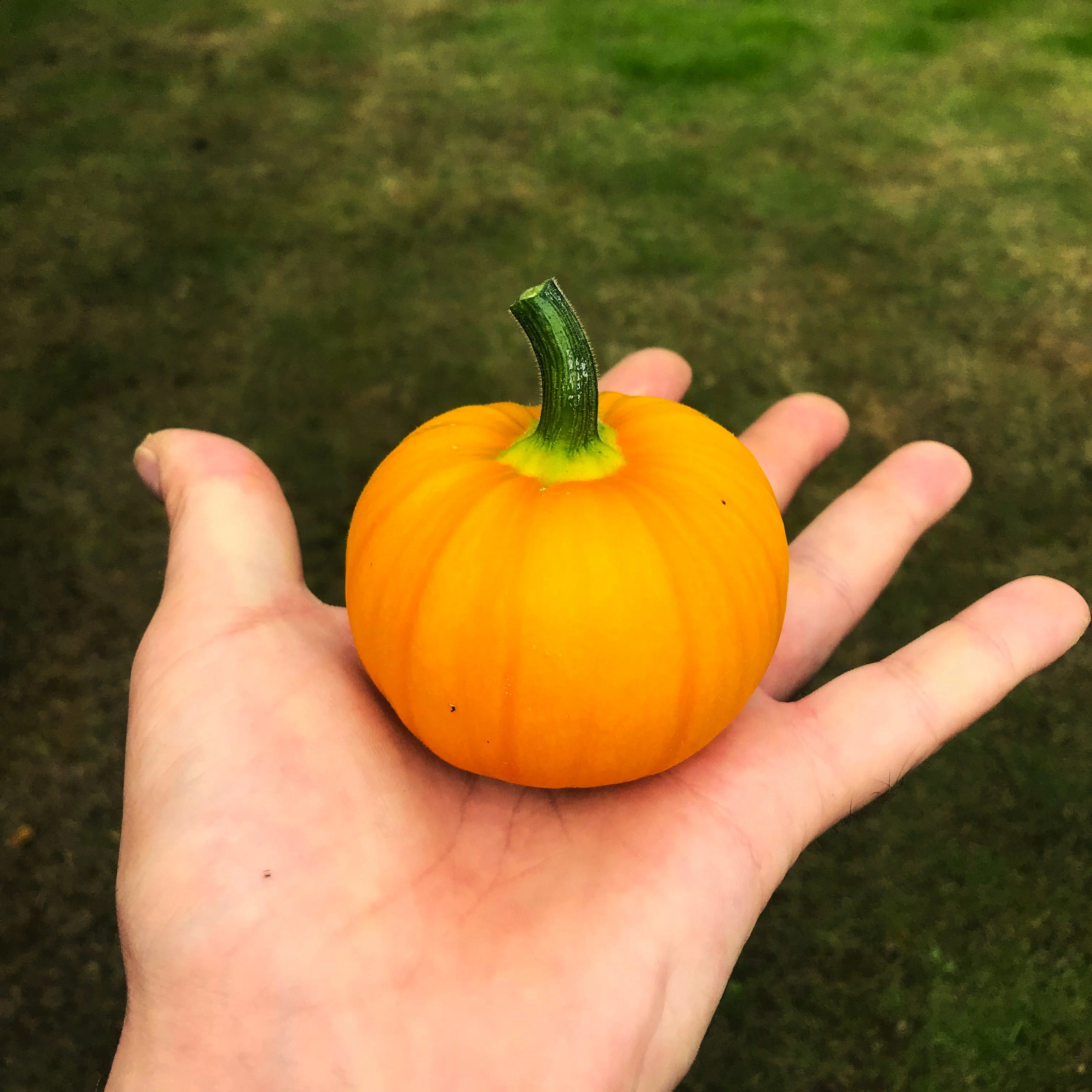 Wee-B-Little Pumpkin - Image 6