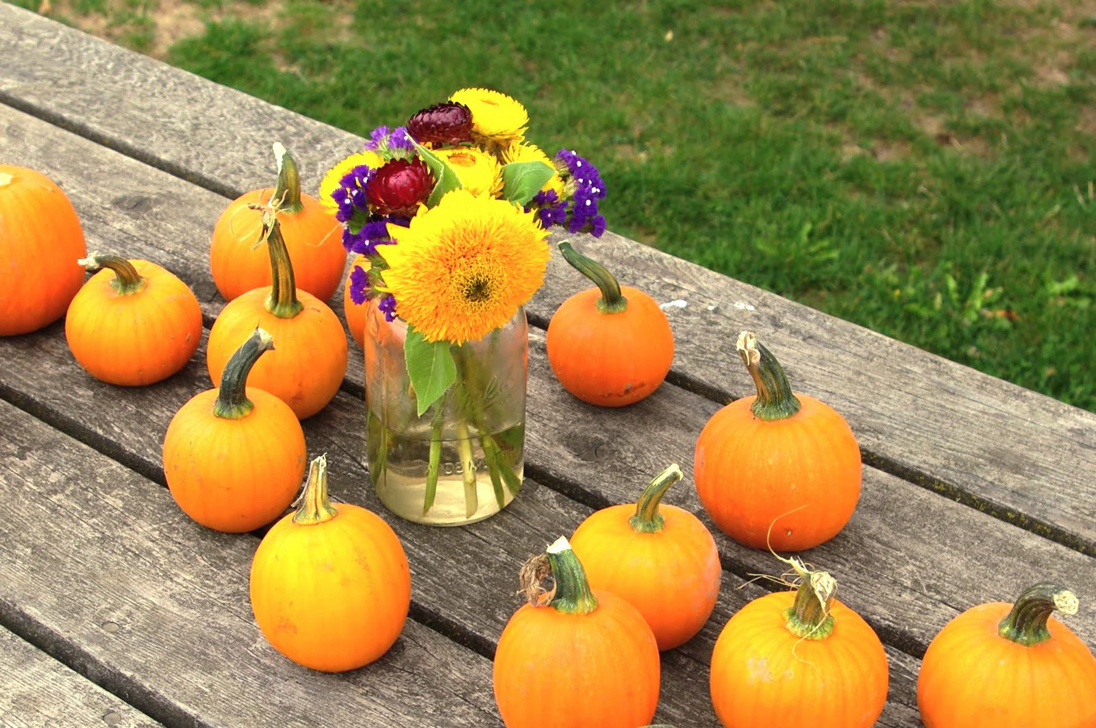 Wee-B-Little Pumpkin - Image 7