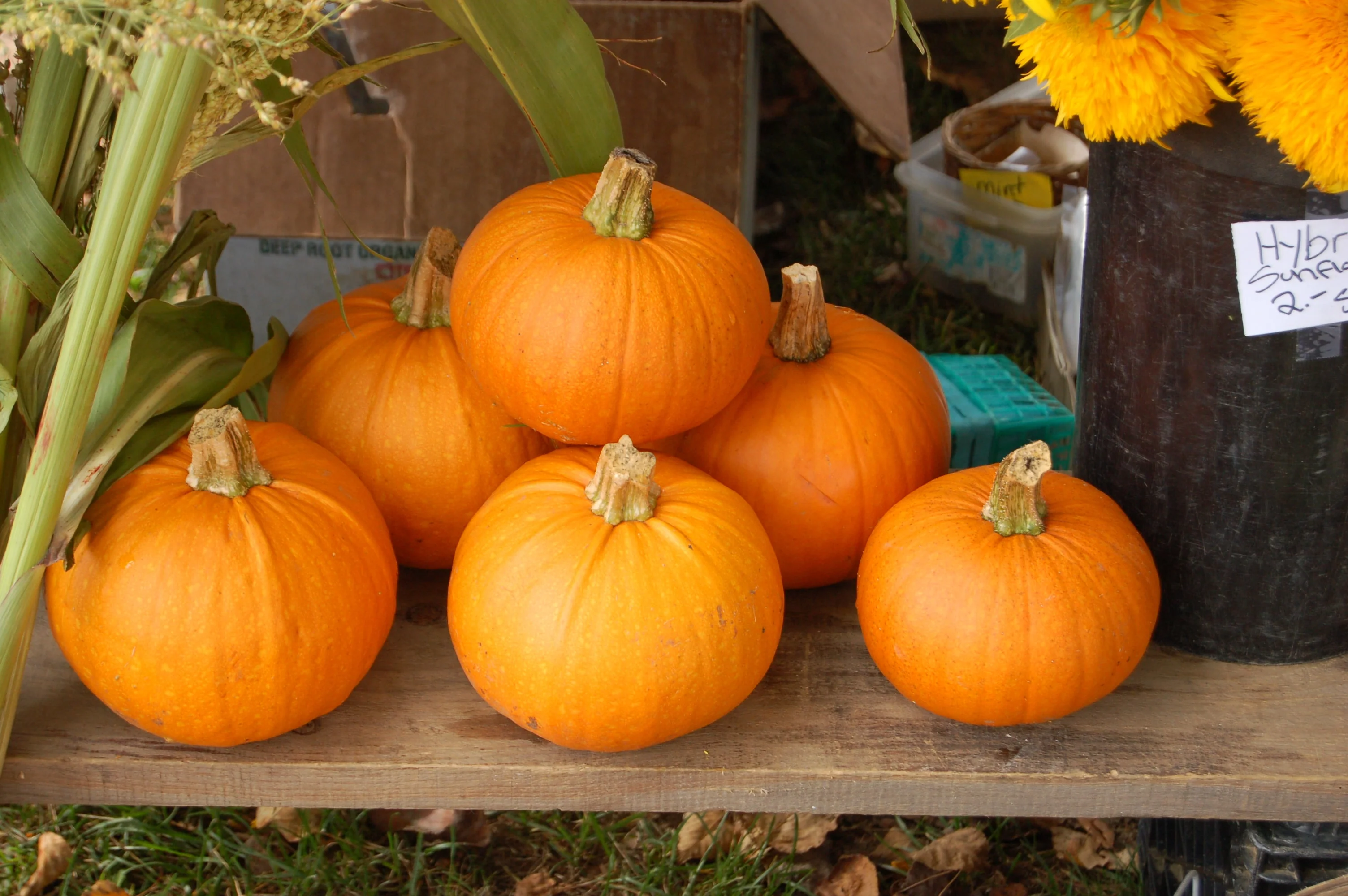 Wee-B-Little Pumpkin - Image 8