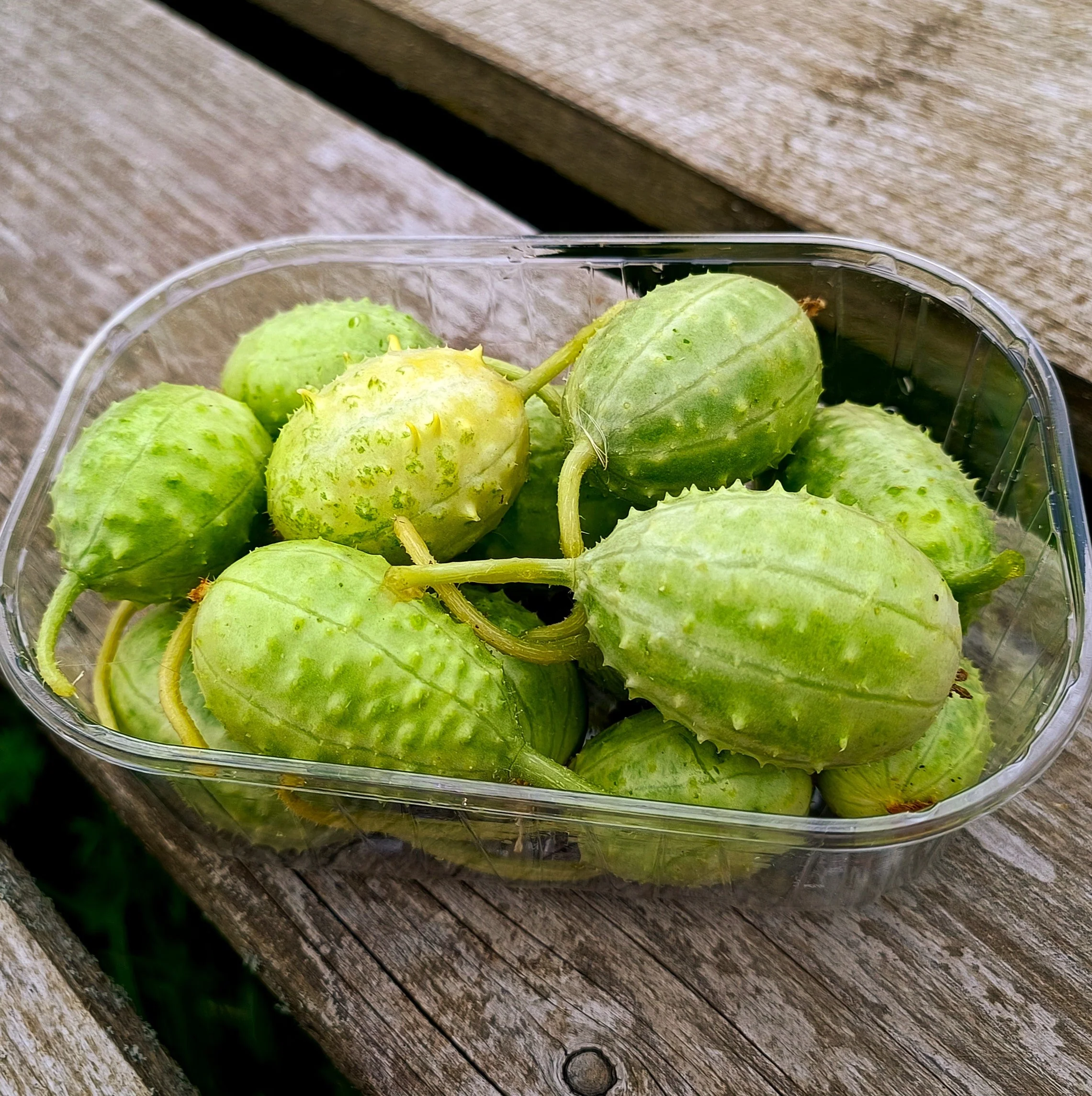 West Indian Gherkin Cucumber - Image 6