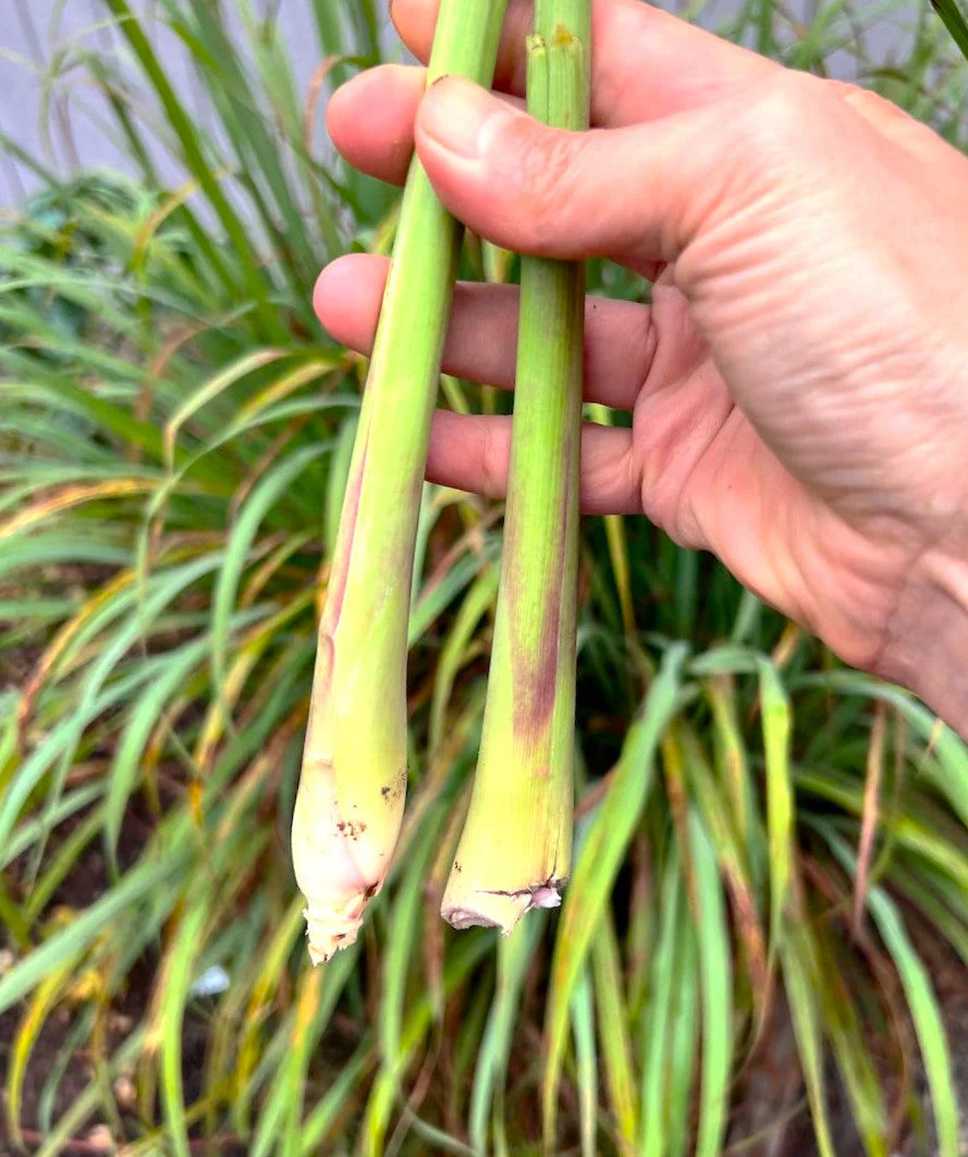 West Indian Lemongrass - Image 2