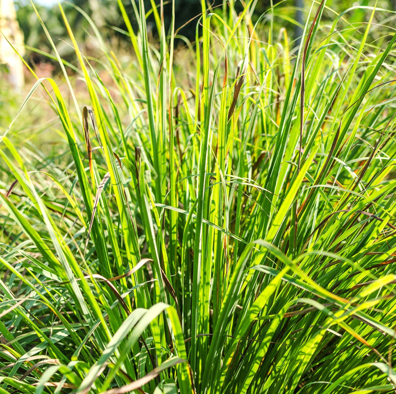 West Indian Lemongrass - Image 4