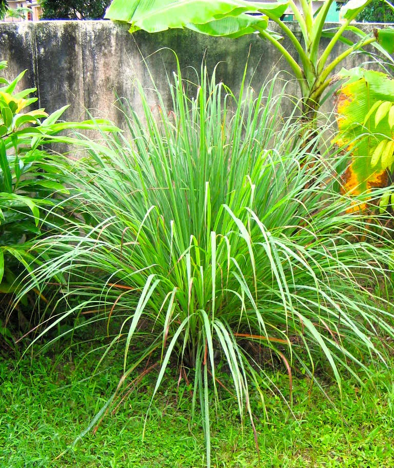 West Indian Lemongrass - Image 5