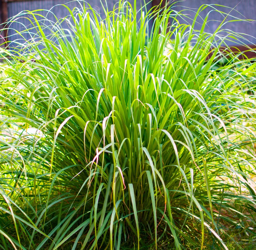 West Indian Lemongrass - Image 6