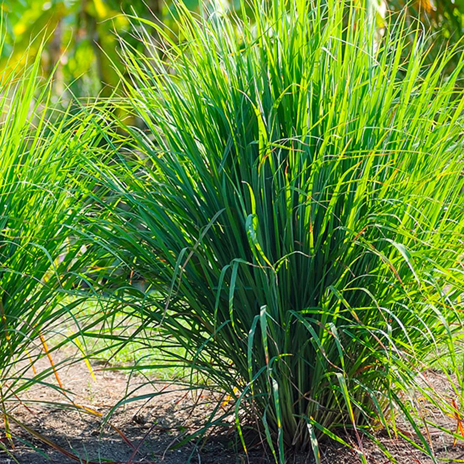 West Indian Lemongrass - Image 7