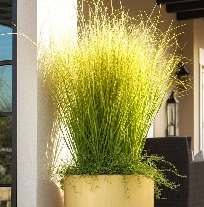 West Indian Lemongrass - Image 8