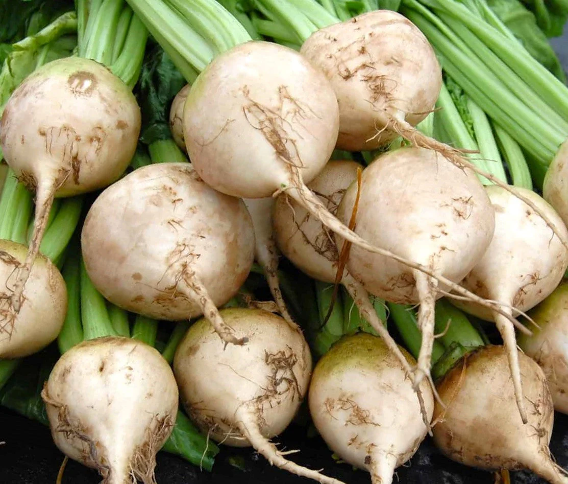 White Albino Beet - Image 3