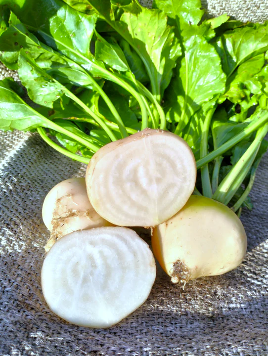 White Albino Beet - Image 4