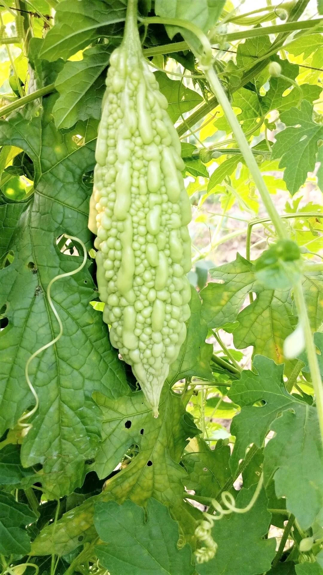 White Pearl Bitter Melon - Image 3