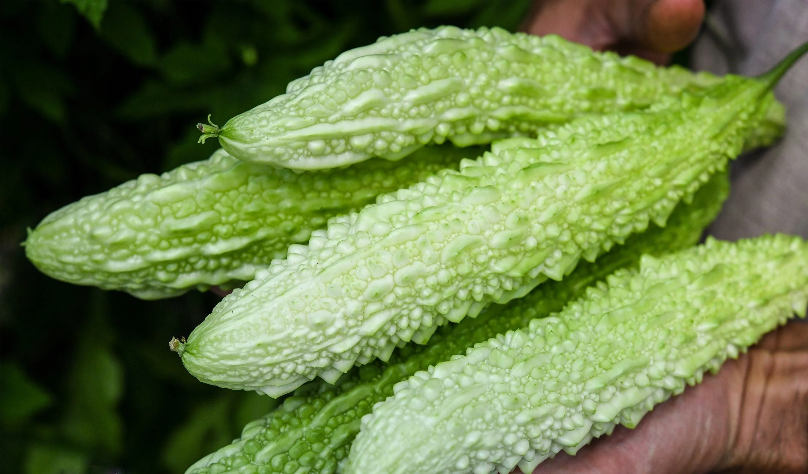 White Pearl Bitter Melon - Image 4