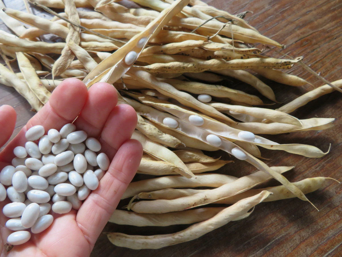 White Half Runner Bean (Pole) - Image 10