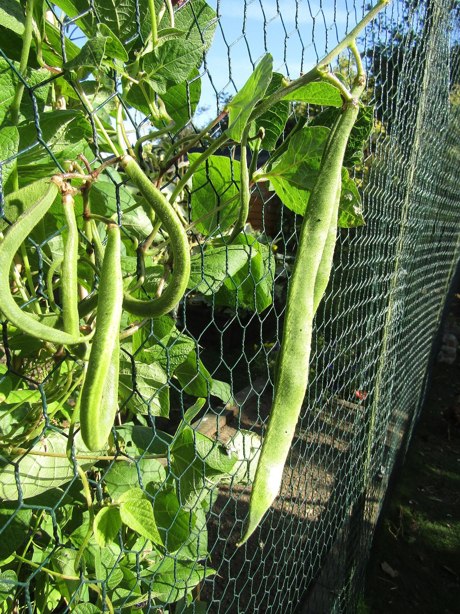 White Half Runner Bean (Pole) - Image 3