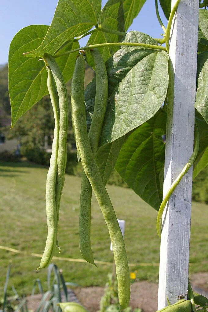 White Half Runner Bean (Pole) - Image 4