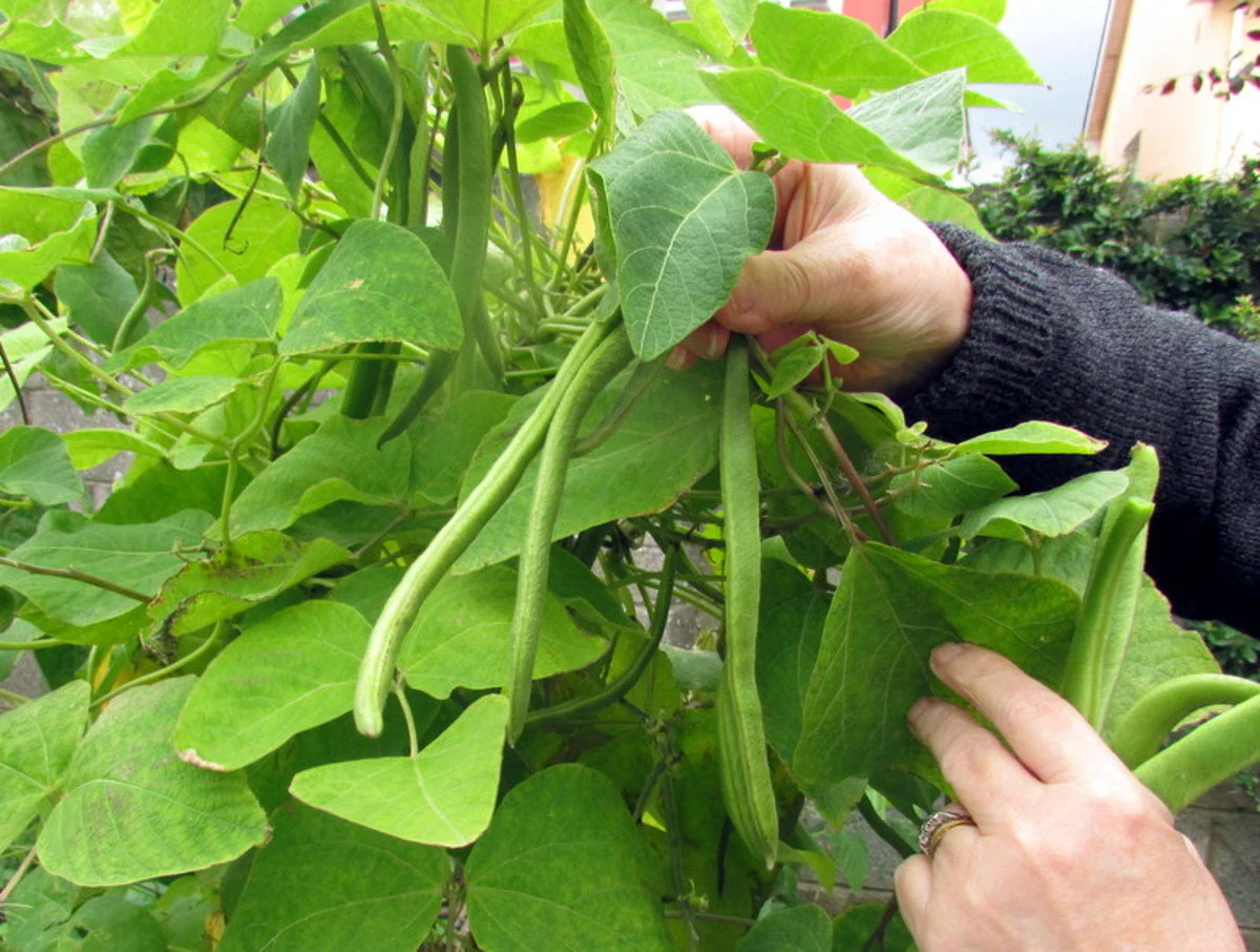 White Half Runner Bean (Pole) - Image 5