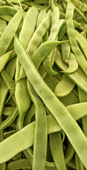 White Half Runner Bean (Pole) - Image 6