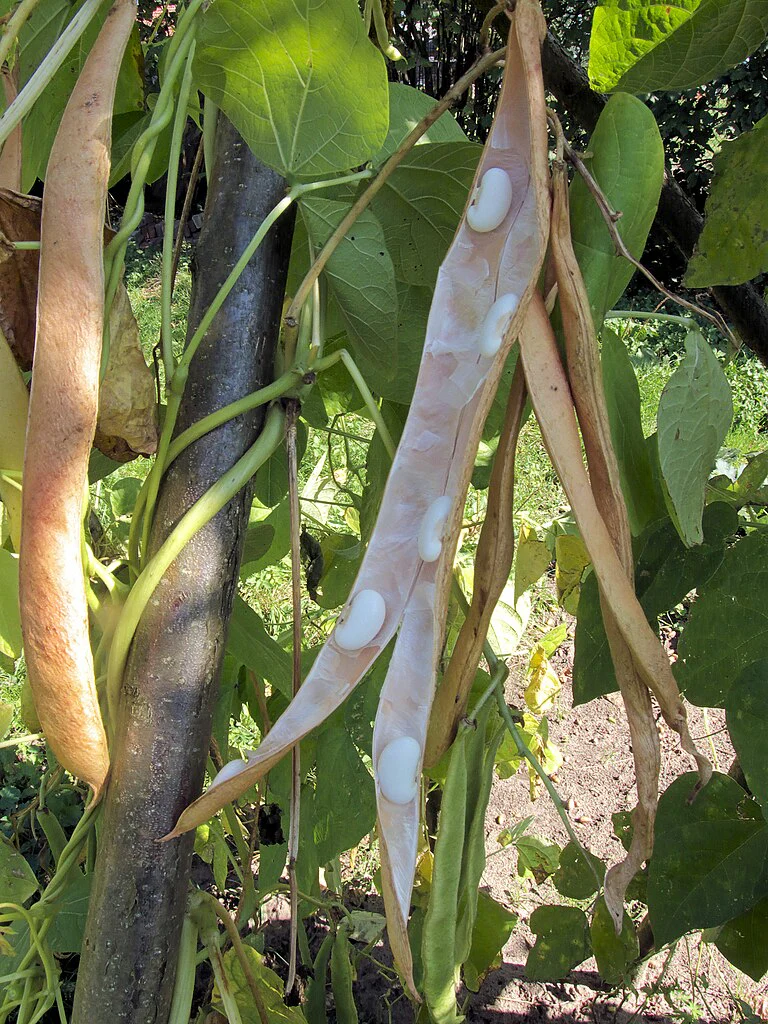 White Half Runner Bean (Pole) - Image 8