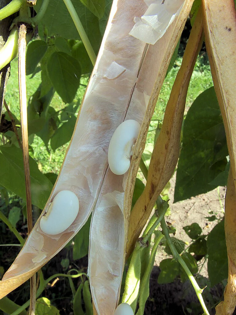 White Half Runner Bean (Pole) - Image 9