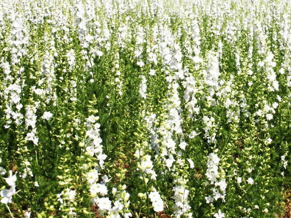 White King Rocket Larkspur - Image 3