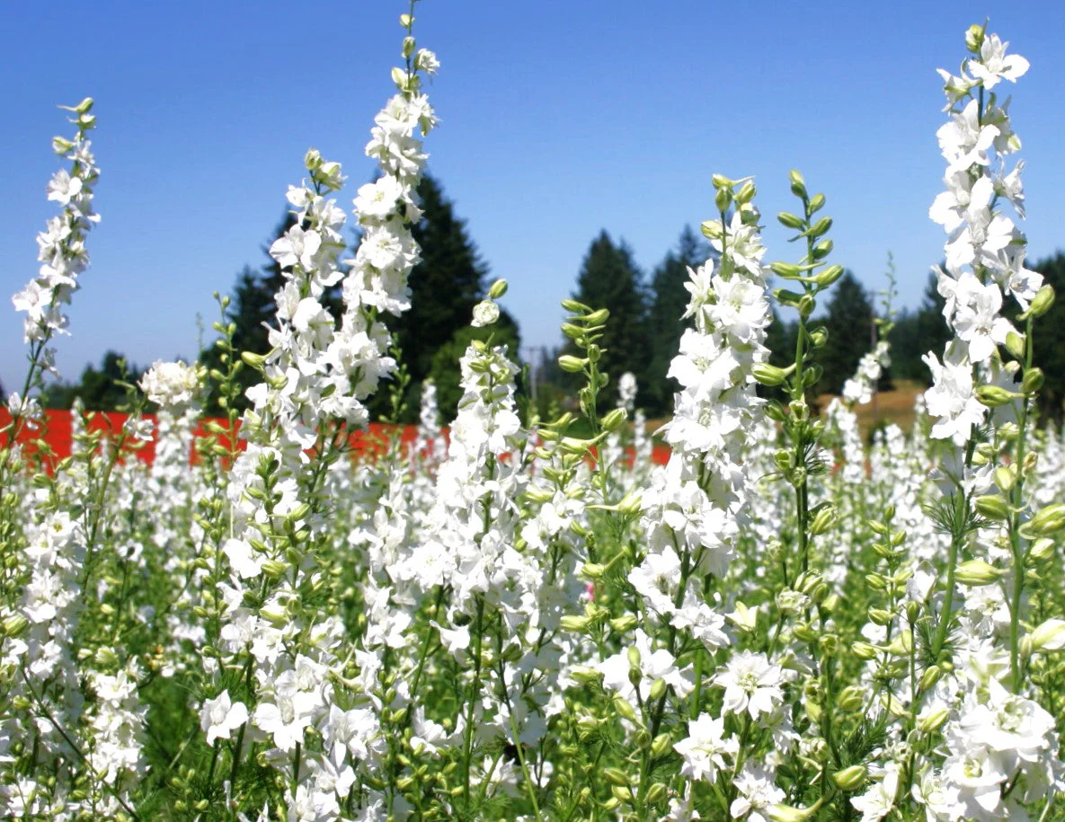 White King Rocket Larkspur - Image 4