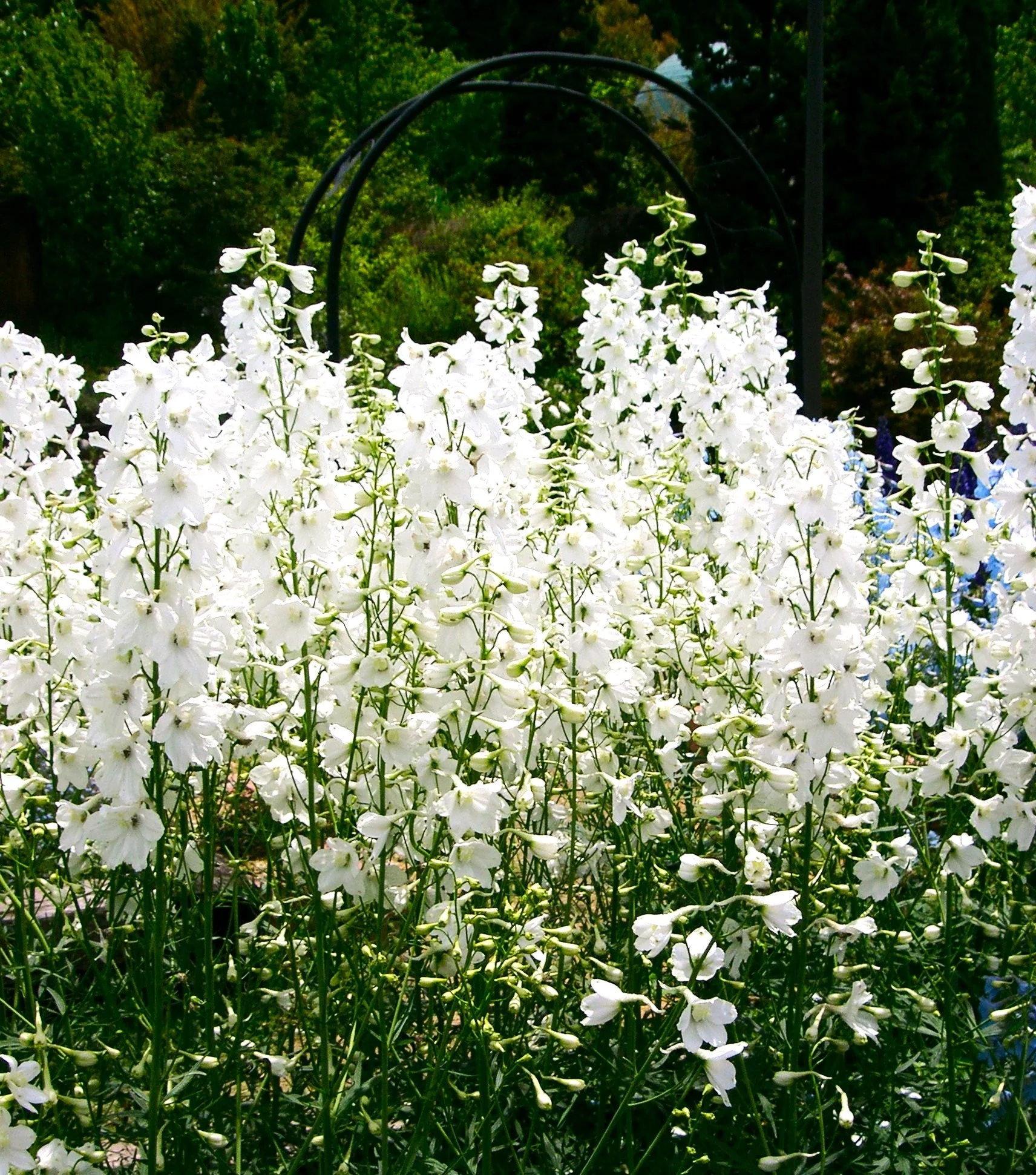White King Rocket Larkspur - Image 5