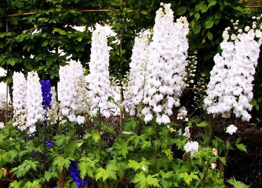 White King Rocket Larkspur - Image 6