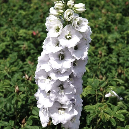 White King Rocket Larkspur - Image 7