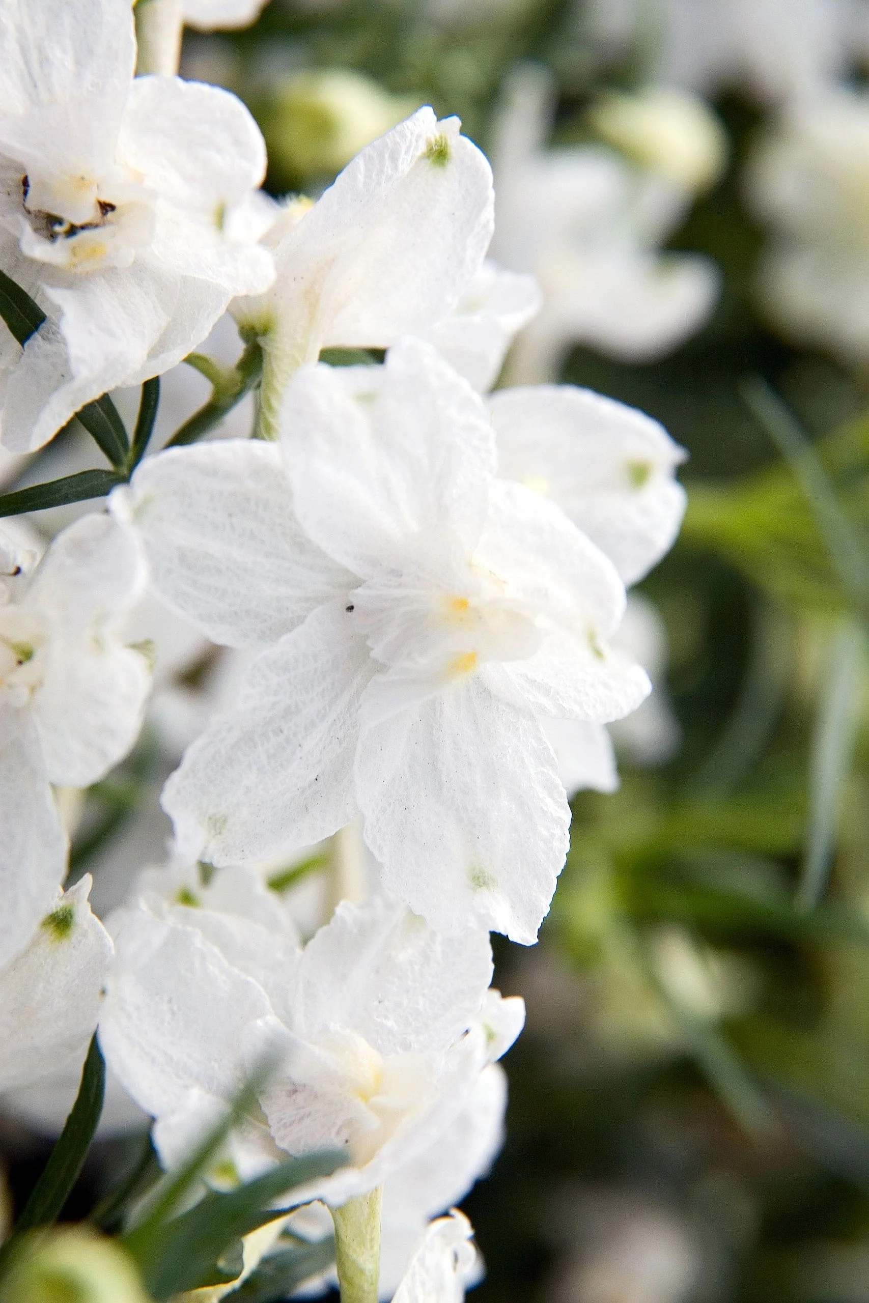 White King Rocket Larkspur - Image 8